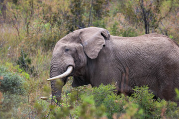Elefanten im Pilanesberg Nationalpark in Südafrika © Boris