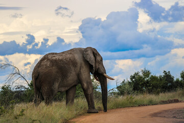 Elefanten im Pilanesberg Nationalpark in Südafrika © Boris