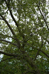 Fototapeta premium Teilaufnahme einer großen Ahornblättrigen Platane (Platanus × hispanica) im Frühling