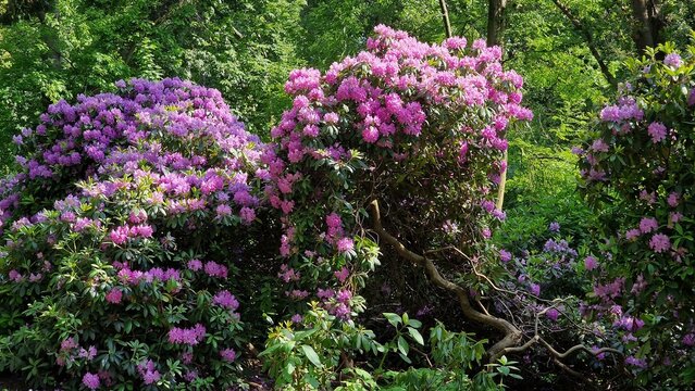 Rhododendron bushes with purple flowers, blooming in the garden.