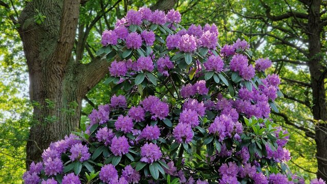 Rhododendron bushes with purple flowers, blooming in the garden.