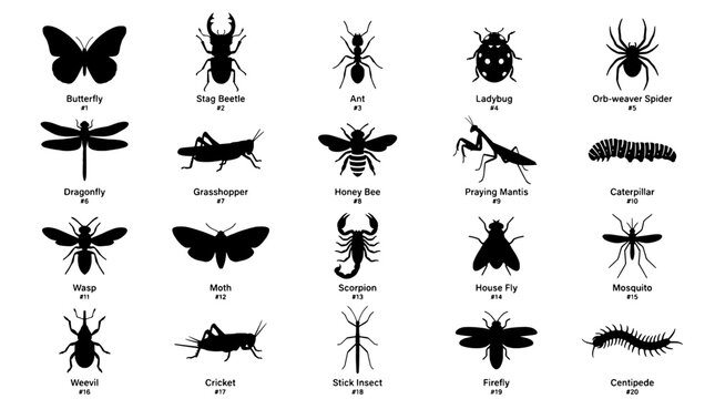 Insects and arachnids set with black silhouettes and labels featuring labeled, butterfly, stag beetle with ant and ladybug elements for orb-weaver