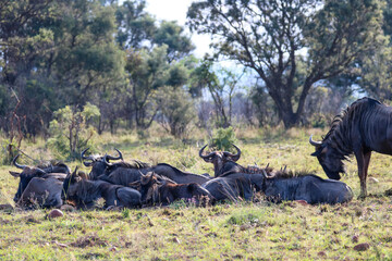Gnus im Dinokeng Nature Reserve in Südafrika © Boris