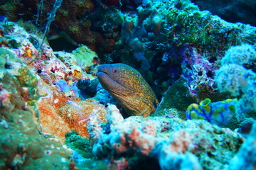 colorful moray eel © Felix