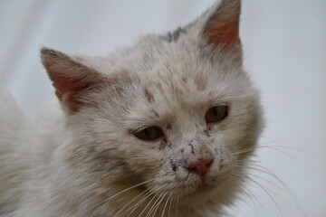 portrait of a cat © andreas