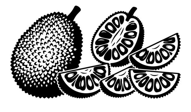 Vintage jackfruit vector illustration with whole tropical exotic fruit half cross section and textured sliced segments