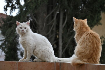 Two cats sitting across eachother © andreas