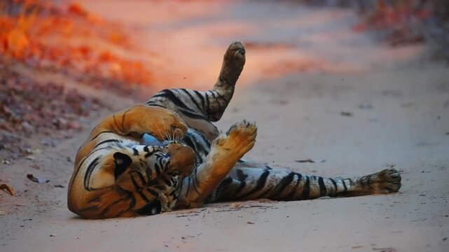 Tiger behaviour reveals solitary apex predator&mdash;hunting strategist, territorial defender, maternal protector, and nocturnal survivor
