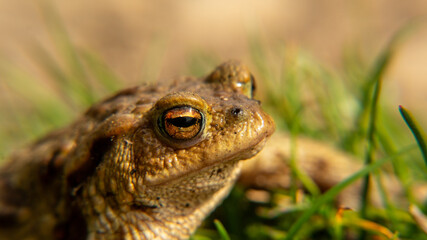 Obraz premium A frog toad sits on the ground, basking in the sun. camouflage
