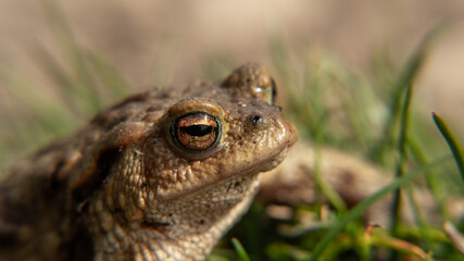 Obraz premium A frog toad sits on the ground, basking in the sun. camouflage
