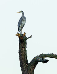 Czapla siwa (Ardea cinerea) siedząca na szczycie suchego pnia drzewa na tle jasnego nieba. Minimalistyczny portret dzikiego ptaka w naturalnym środowisku. © Henryk Niestrój