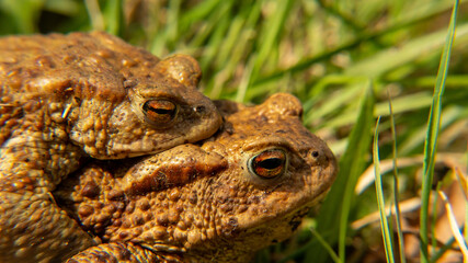 Obraz premium Two toads mating in the grass. romance, reproduction, nature