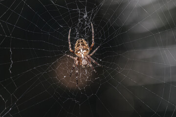 Pająk krzyżak ogrodowy (Araneus diadematus) w centrum pajęczyny na ciemnym tle z klimatycznym bokehem. Makrofotografia dzikiej przyrody nocą, idealna do banków zdjęć. © Henryk Niestrój
