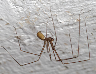 Zbliżenie na pająka nasosznika (Pholcus phalangioides) na białej, otynkowanej ścianie. Makrofotografia pospolitego pająka domowego o charakterystycznych długich nogach. © Henryk Niestrój