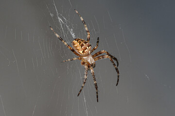Bliskie ujęcie pająka krzyżaka ogrodowego (Araneus diadematus) na pajęczynie. Profesjonalne zdjęcie makro dzikiej przyrody na jednolitym, szarym tle. © Henryk Niestrój