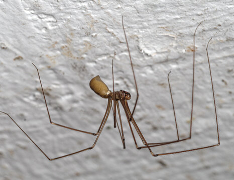 Zbliżenie na pająka nasosznika (Pholcus phalangioides) na białej, otynkowanej ścianie. Makrofotografia pospolitego pająka domowego o charakterystycznych długich nogach.