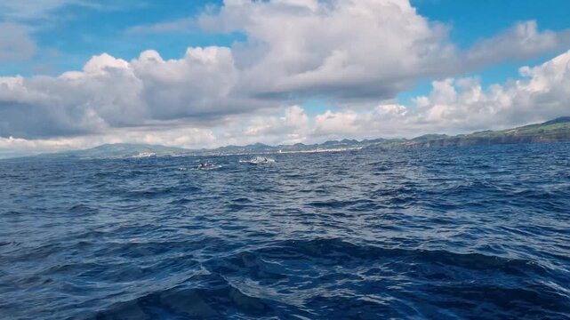Open sea during whale watching excursion with common and bottlenose dolphins jumping.