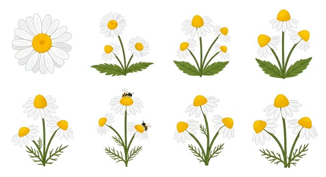 Collection of charming chamomile flowers with buzzing bees, depicted in a delightful vector illustration