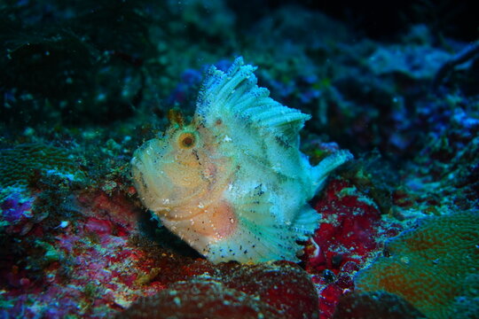 leaf fish
