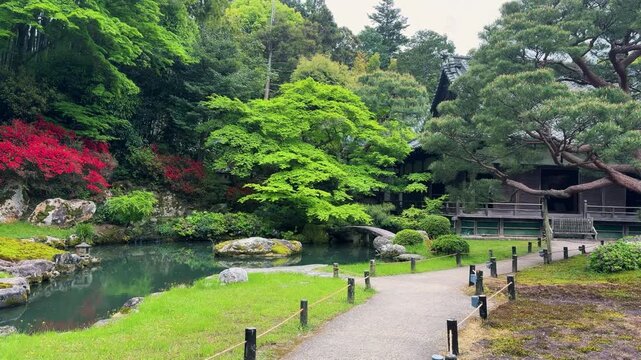 Traditional Japanese garden with a pond and a small stone bridge is captured at Shoren-in Temple in Kyoto during spring. Blooming red azalea bushes and vibrant green maple trees.