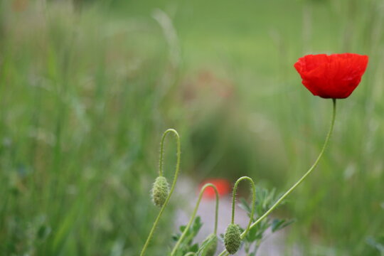 Scharfe, rote Mohnbl&uuml;te mit gr&uuml;nem, unscharfen Hintergrund