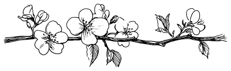 Obraz premium Flowering cherry blossom branch with buds and leaves in hand drawn sketch style