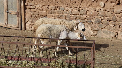 Two Sardi rams grazing on hay in farmyard in rural Morocco © Azedine