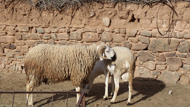Two Sardi rams grazing on hay in farmyard in rural Morocco