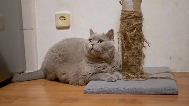 A grey British Shorthair cat lies on the floor next to a worn-out sisal scratching post, looking upwards with curious eyes. Concept of pet behavior, home life, and companionship.