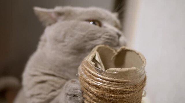 A curious British Shorthair cat bites and paws at a DIY scratching post wrapped in rough jute twine. Concept of feline play, pet behavior, pet enrichment, and home maintenance.