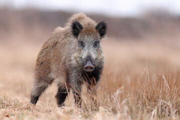 Dzik, boar, (Sus scrofa) © Bartosz Rakoczy