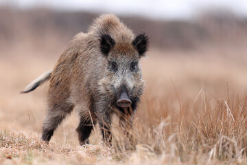 Dzik, boar, (Sus scrofa) © Bartosz Rakoczy