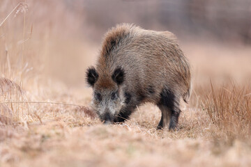 Dzik, boar, (Sus scrofa) © Bartosz Rakoczy