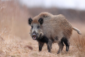 Dzik, boar, (Sus scrofa) © Bartosz Rakoczy