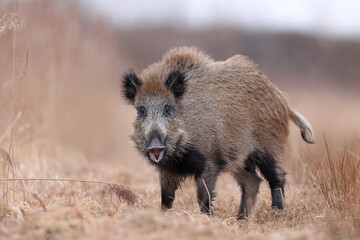 Dzik, boar, (Sus scrofa) © Bartosz Rakoczy