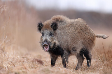 Dzik, boar, (Sus scrofa) © Bartosz Rakoczy