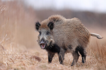 Dzik, boar, (Sus scrofa) © Bartosz Rakoczy