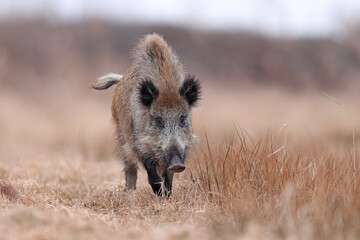 Dzik, boar, (Sus scrofa) © Bartosz Rakoczy