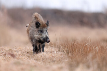 Dzik, boar, (Sus scrofa) © Bartosz Rakoczy