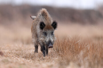 Dzik, boar, (Sus scrofa) © Bartosz Rakoczy