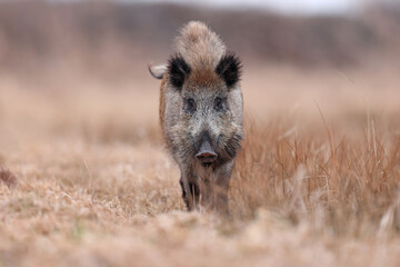 Dzik, boar, (Sus scrofa) © Bartosz Rakoczy