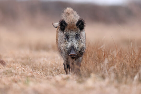 Dzik, boar, (Sus scrofa)