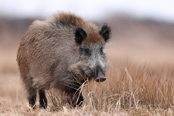 Dzik, boar, (Sus scrofa) © Bartosz Rakoczy