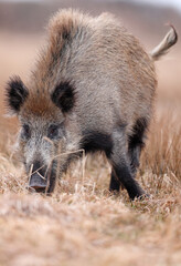 Dzik, boar, (Sus scrofa) © Bartosz Rakoczy