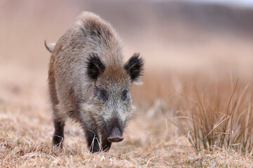 Dzik, boar, (Sus scrofa) © Bartosz Rakoczy