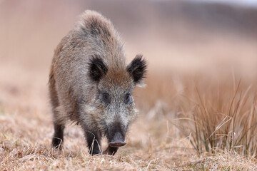 Dzik, boar, (Sus scrofa) © Bartosz Rakoczy