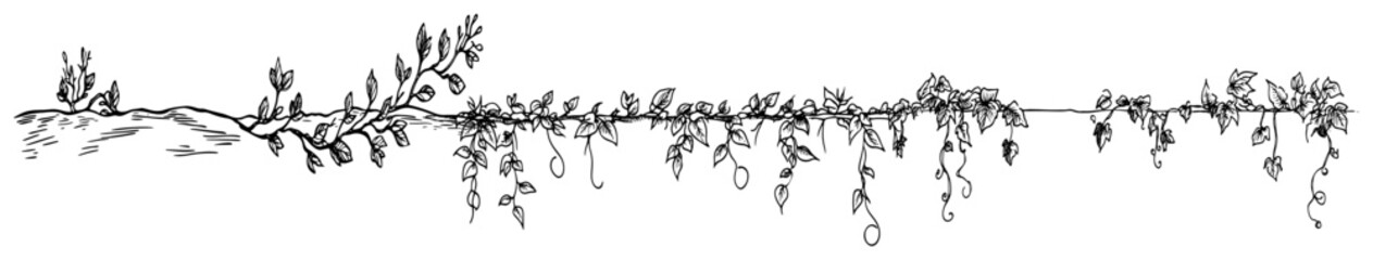 Creeping plant vine with leaves and curls forming horizontal border in hand drawn sketch style © Kaz