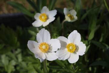 Fototapeta premium Sweden. Wood anemone (Latin: Anemonoides sylvestris) is a perennial herbaceous plant; a species of the genus Anemonoides of the buttercup family (Ranunculaceae). 