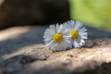 Common daisy Bellis perennis flowers on rusty metal background with soft light © Iva