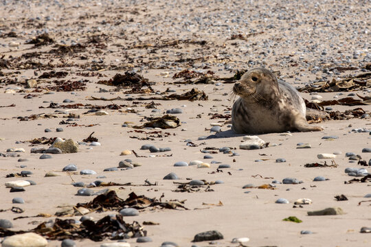 Curious Grey Seal Resting on a Quiet Sandy Shore